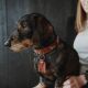 Hunter Hunde Halsband Teckel München Cognac/Schwarz 42 cm/S