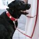 Hunter Hunde Halsband Love 50/S-M