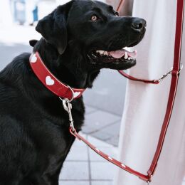 Hunter Hunde Halsband Love 55/M