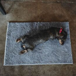 Hunter Hunde Schmutzfangmatte Waterloo Grau L 90 x 60 cm