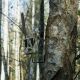 Dörr Baumschraube für Überwachungskameras