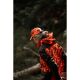 Northern Hunting Herren Jacke Falkor Aks Dark green / Opt3 M