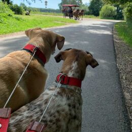 WowWow Hundehalsband mit integrierter Leine Leder Ockergelb L 51-70cm Halsumfang