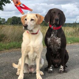 WowWow Hundehalsband mit integrierter Leine Leder Ockergelb L 51-70cm Halsumfang