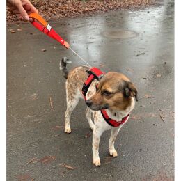 WowWow Hundegeschirr mit integrierter Leine Harness Rot S - Brustumfang 44-68 cm / Halsumfang 34-55 cm