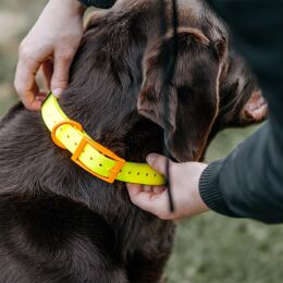 HP&amp;G Hundehalsband 19 mm Gelb