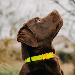 HP&amp;G Hundehalsband 19 mm Gelb
