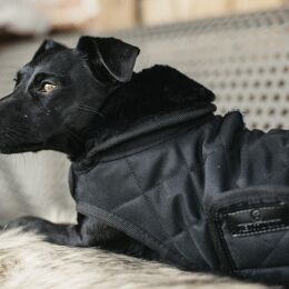 Kentucky Dogwear Hundemantel Original Schwarz Dachshund 40 cm