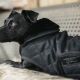 Kentucky Dogwear Hundemantel Original Schwarz XL 62cm