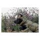 Kentucky Dogwear Hundemantel Winter Pina 160g Tannengrün XL 62-69cm