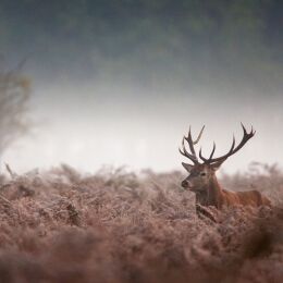 Minox Zielfernrohr RS6 1-6x24 Abs. 54