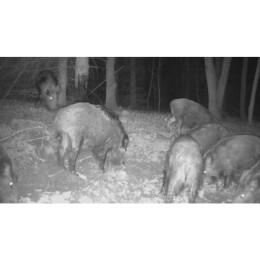Eurohunt Qualit&auml;ts-Buchenholzteer Kartusche 310 g