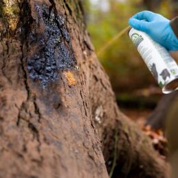 Eurohunt Qualitäts-Buchenholzteer Sprühdose 500 ml