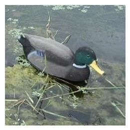 Lockente Erpel beflockt 39 cm