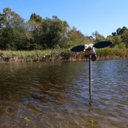 MOJO Green Wing Lockente