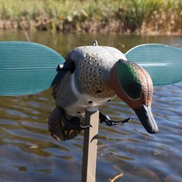 MOJO Green Wing Lockente