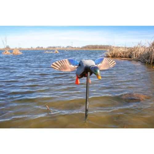 MOJO Elite Series™ Mini Mallard Drake Lockente