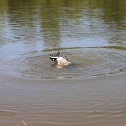 MOJO Mallard Machine UN3481