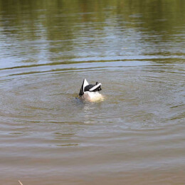 MOJO Mallard Machine UN3481