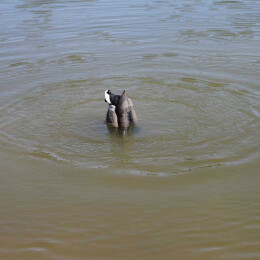 MOJO Mallard Machine UN3481