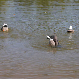 MOJO Mallard Machine UN3481