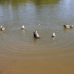 MOJO Mallard Machine UN3481