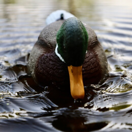 MOJO Lockente Rippler 2