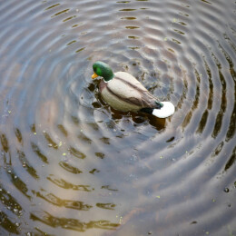 MOJO Lockente Rippler 2