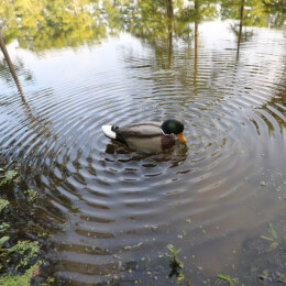 MOJO Lockente Rippler 2