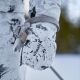 Härkila Herren Handschuhe Winter Active WSP Insulated AXIS MSPÂ®Snow
