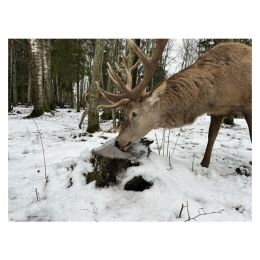 Wildlutscher Lock Salz s&uuml;&szlig;er Mais 1 kg