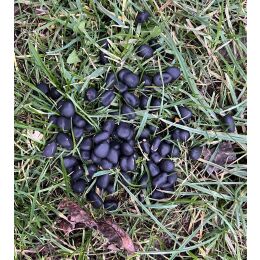 Wildlutscher Turbo Mais Boilies 8kg