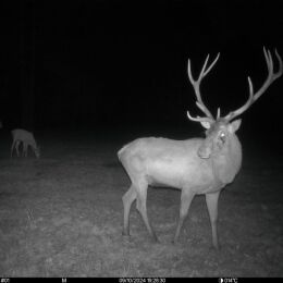Seissiger Wildkamera Pro-Cam LTE - SUPERSIM-Edition
