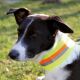 AKAH Hundehalsband reflektierend 55cm