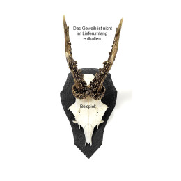 Pardur Troph&auml;enschiefer Rehwild mittel 22,5 x 14,0 cm