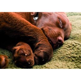 Farm-Land Hundedecke Faserpelz Pro Thermo 70 x 100 cm gr&uuml;n
