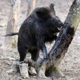 Wildlutscher Mahlbaum Wunder Pinien Teer (Harz) 1 L