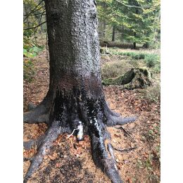 Wildlutscher Mahlbaum Wunder Pinien Teer (Harz) 1 L