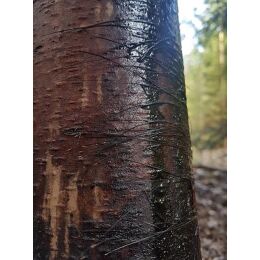 Wildlutscher Mahlbaum Wunder Pinien Teer (Harz) 1 L