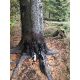 Wildlutscher Mahlbaum Wunder Pinien Teer (Harz) 1 L
