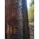 Wildlutscher Mahlbaum Wunder Pinien Teer (Harz) 1 L