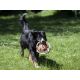 Farm-Land Hunde Frisbee Camo