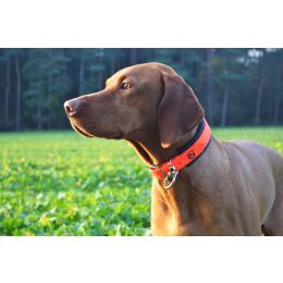 Farm-Land Hunde Schweihalsung Signalorange