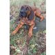 Farm-Land Hundedecke Faserpelz Pro Thermo 50x70 cm braun