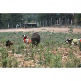 Browning Hundeschutzweste Protect Pro mit Gratis Hundedecke von Farm-Land