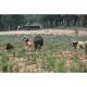 Browning Hundeschutzweste Protect Pro mit Gratis Hundedecke von Farm-Land