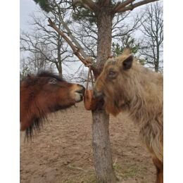 Wildlutscher Leckstein f&uuml;r Pferde und Ponys Getrocknete Karotten - Immunsystem 1,6 kg