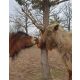 Wildlutscher Leckstein für Pferde und Ponys Getrocknete Karotten - Immunsystem 1,6 kg