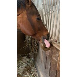 Wildlutscher Leckstein f&uuml;r Pferde und Ponys Mariendistelsamen -Allgemeinwohl 1,8 kg