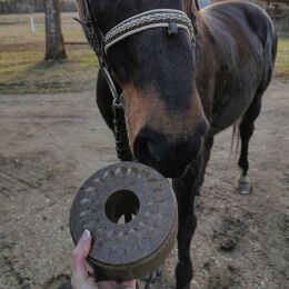 Wildlutscher Leckstein f&uuml;r Pferde und Ponys Minze und Eukalyptus - Atemwege 1,6 kg